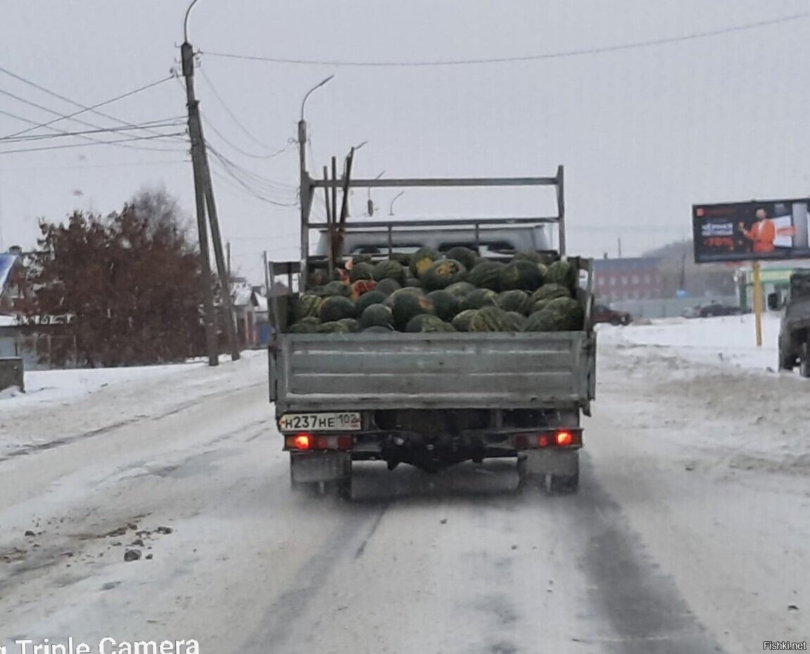 Полосатый рейс