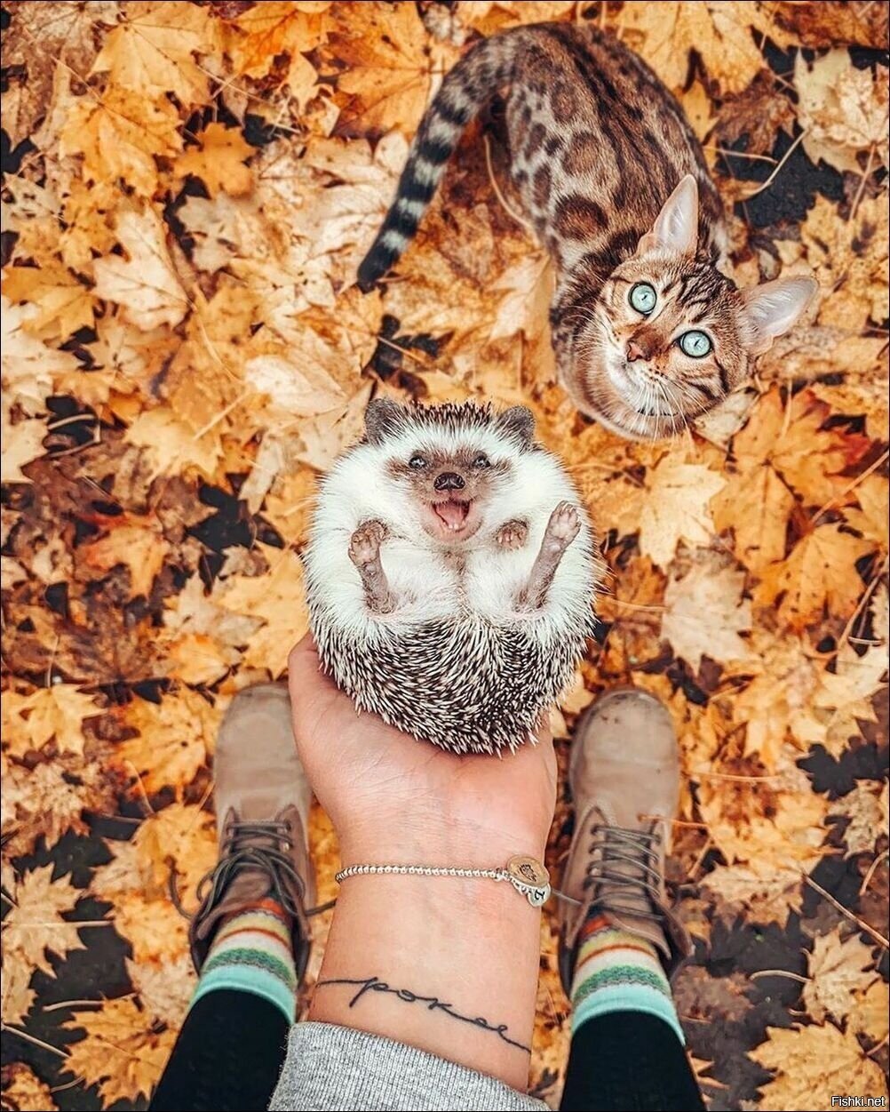 Зсссьте