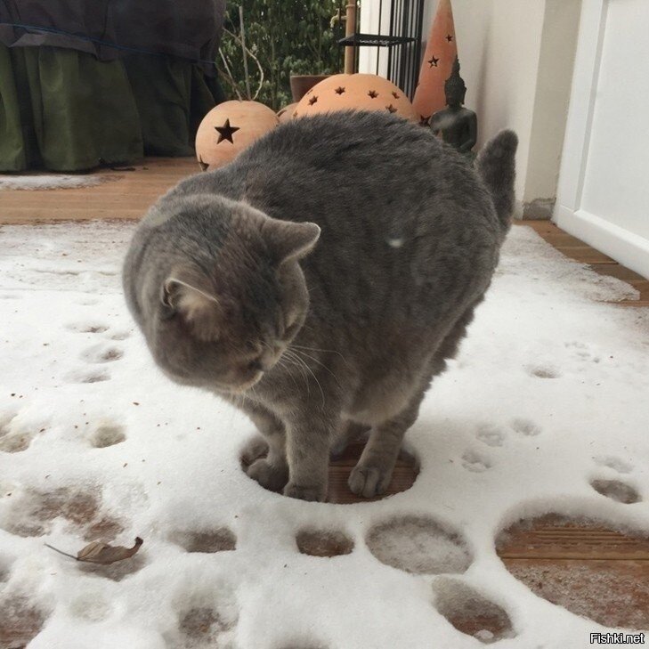 Котики не предназначены для зимы