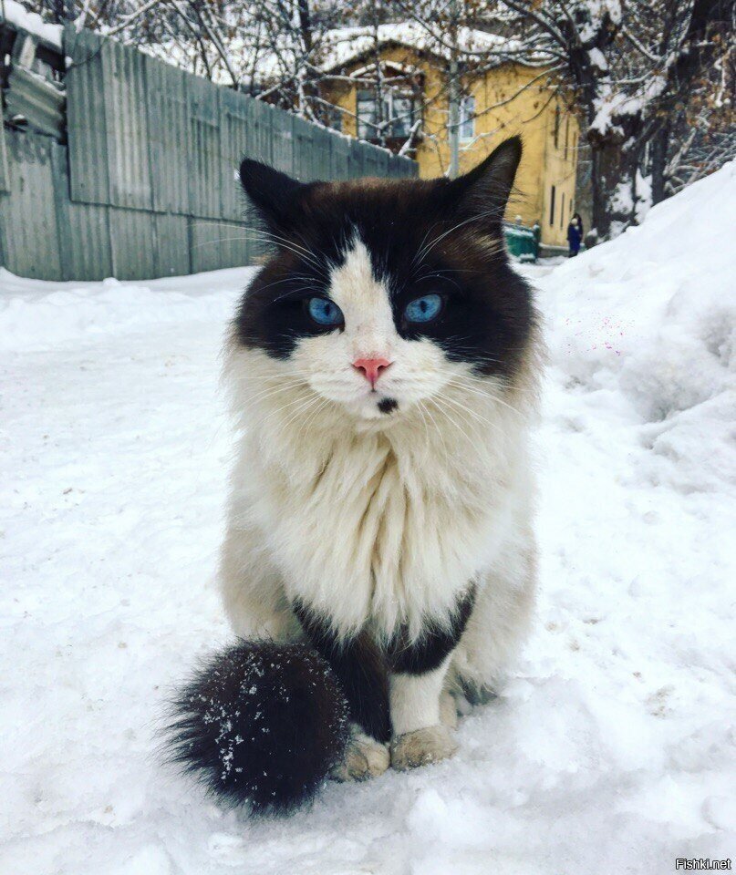 Солянка