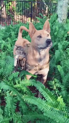 Дневной дозор