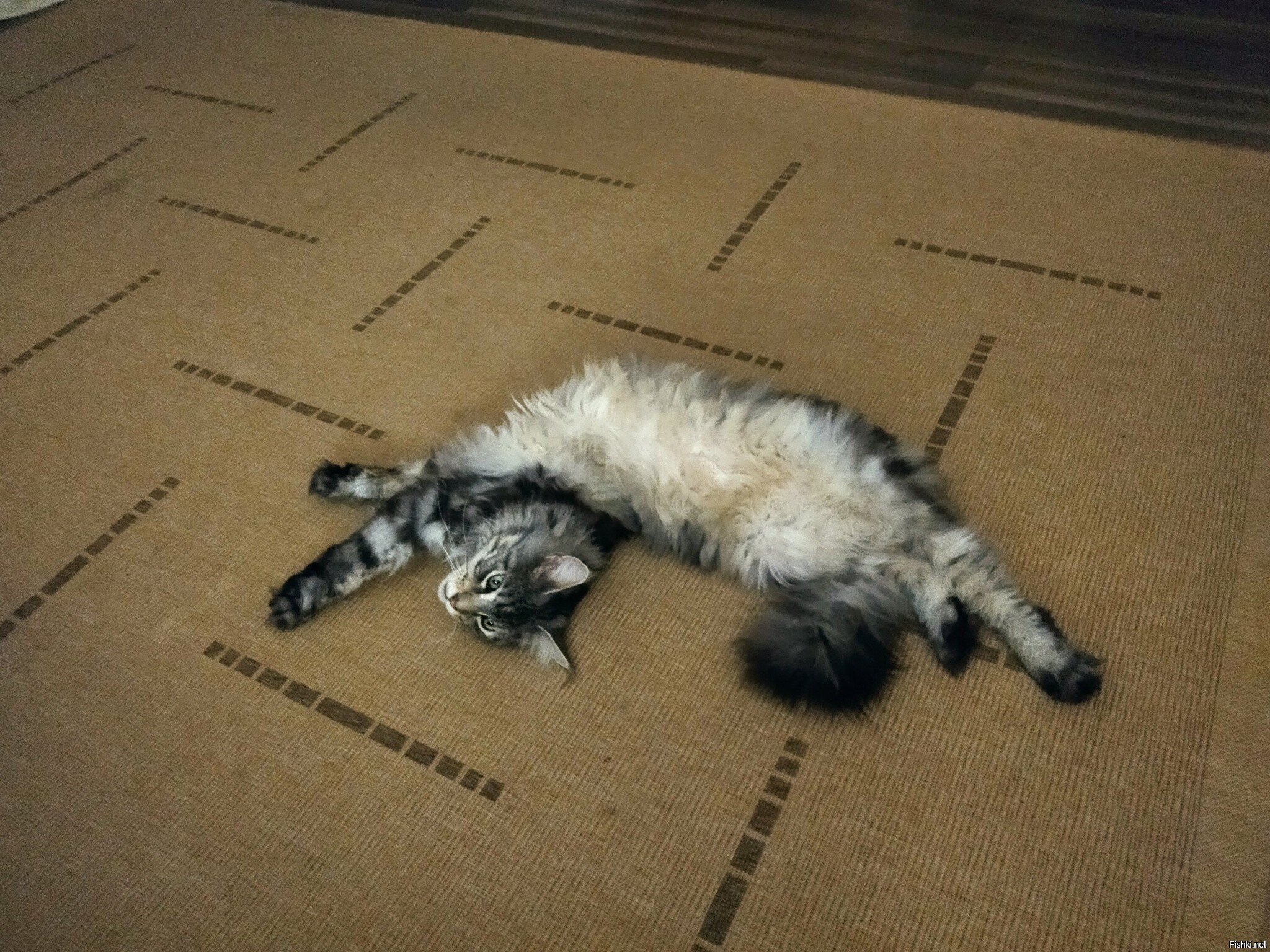 у меня котэ сломался )))