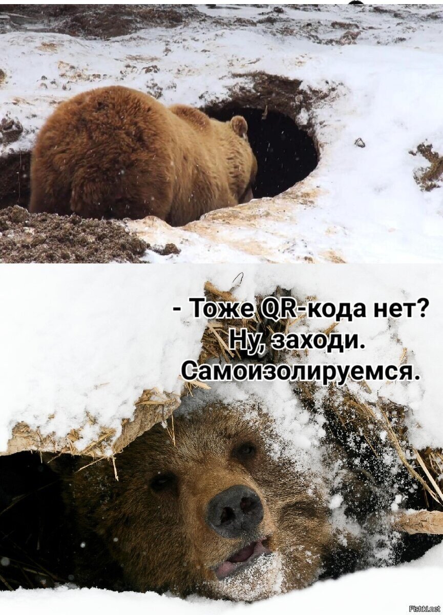 В такое непростое время начинаю завидовать медведям