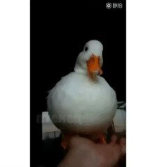 - Отпусти нашего брата