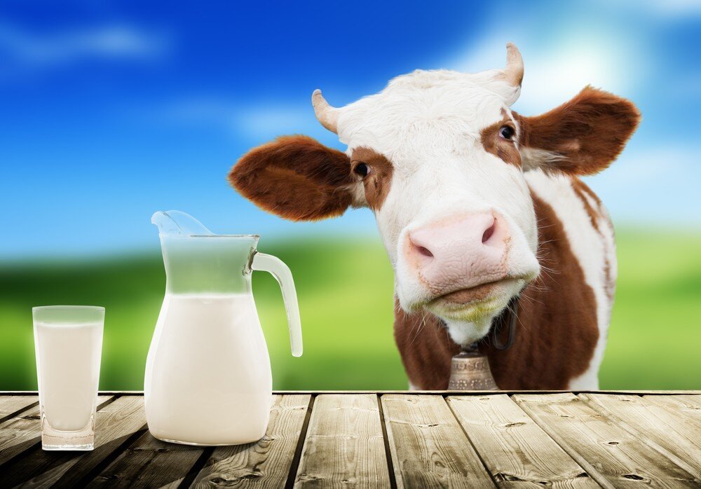 Молоко: несочетаемые сочетания
