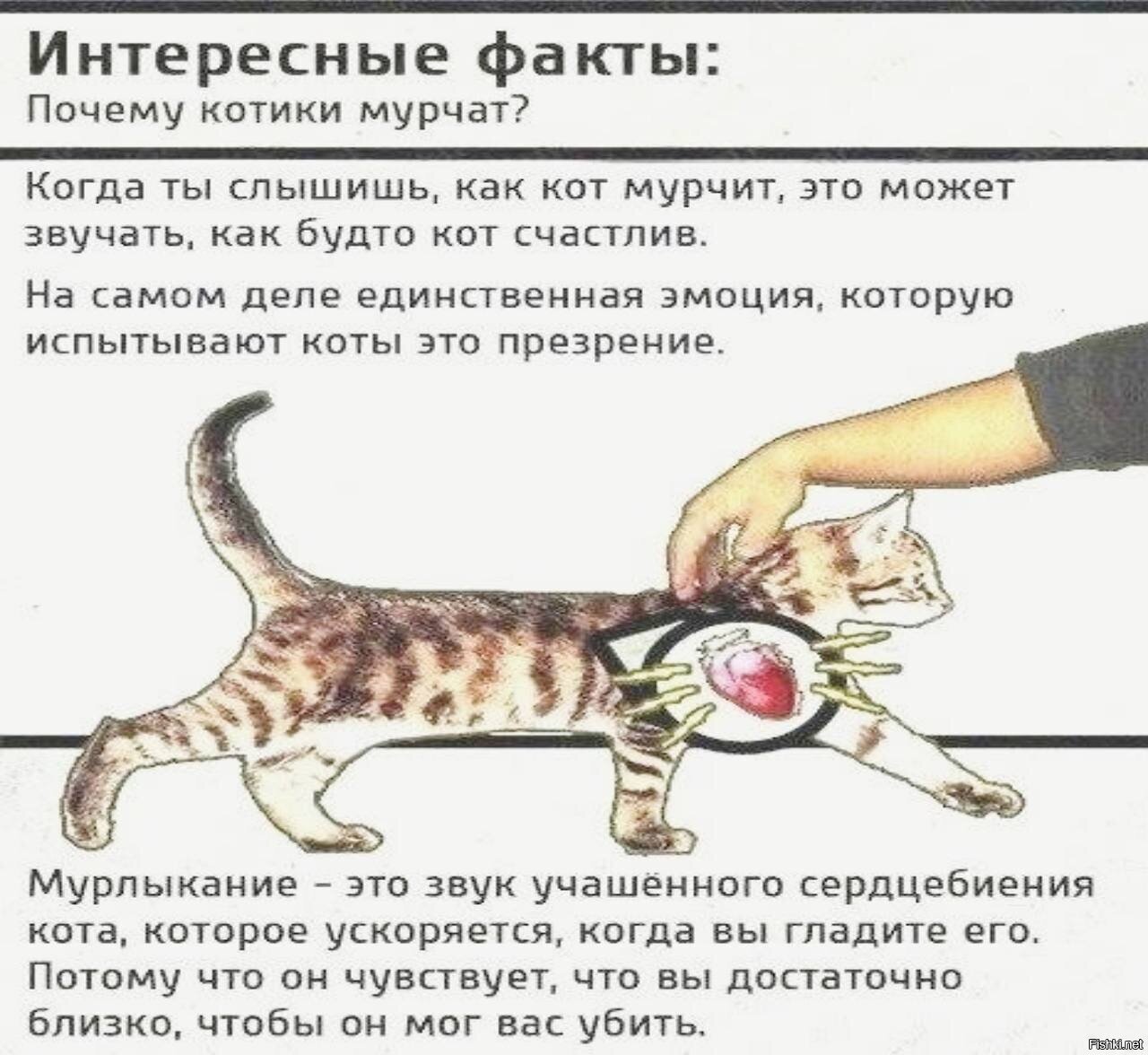 А котики милые