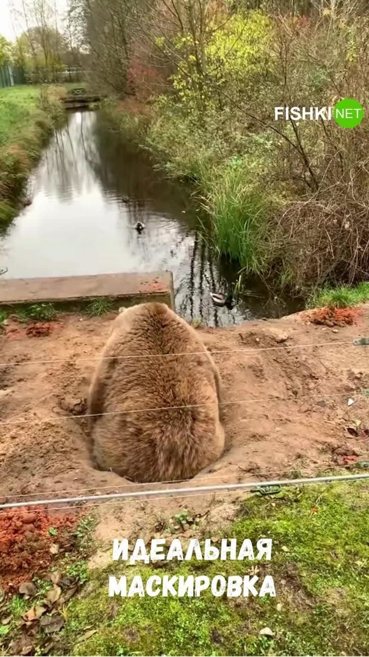 Медведь улёгся в яму, чтобы наблюдать за утками
