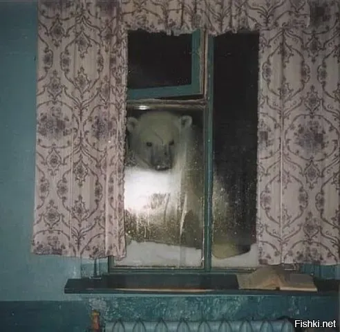 Медведь заглядывает в окно, Мыс Шмидта, 15 ноября 1997 год