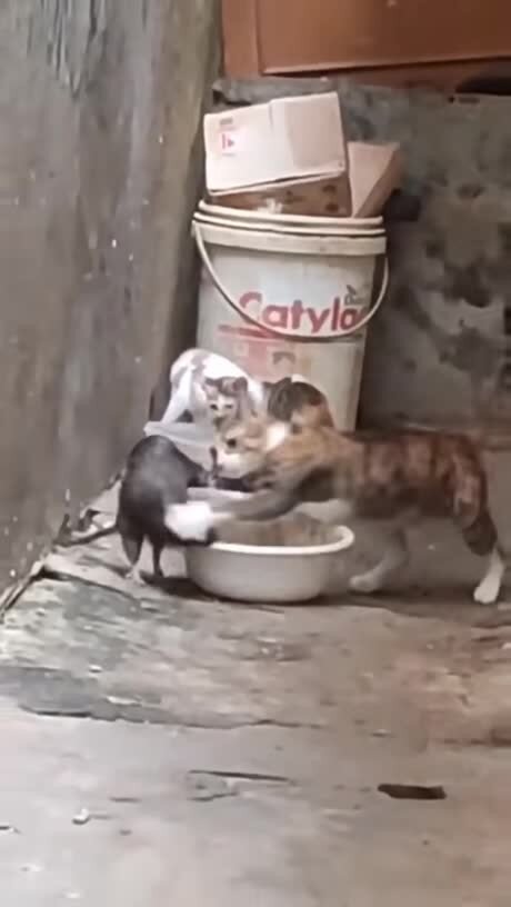 Солянка