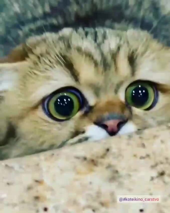 Глазки