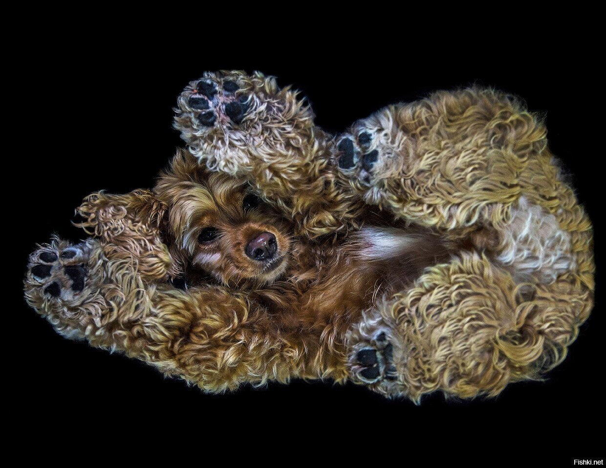 Солянка