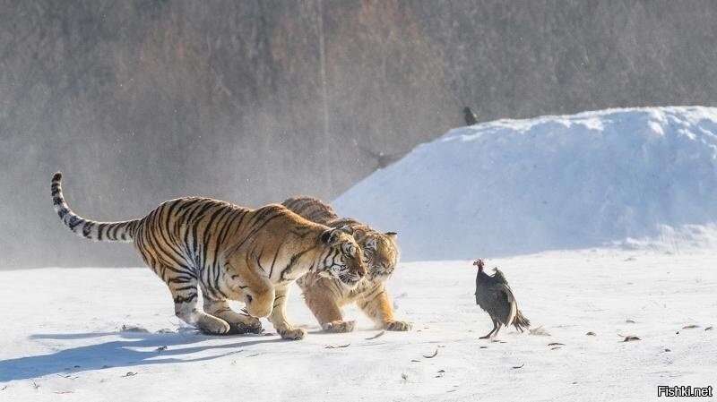 - Че надо, шерханы, блин
