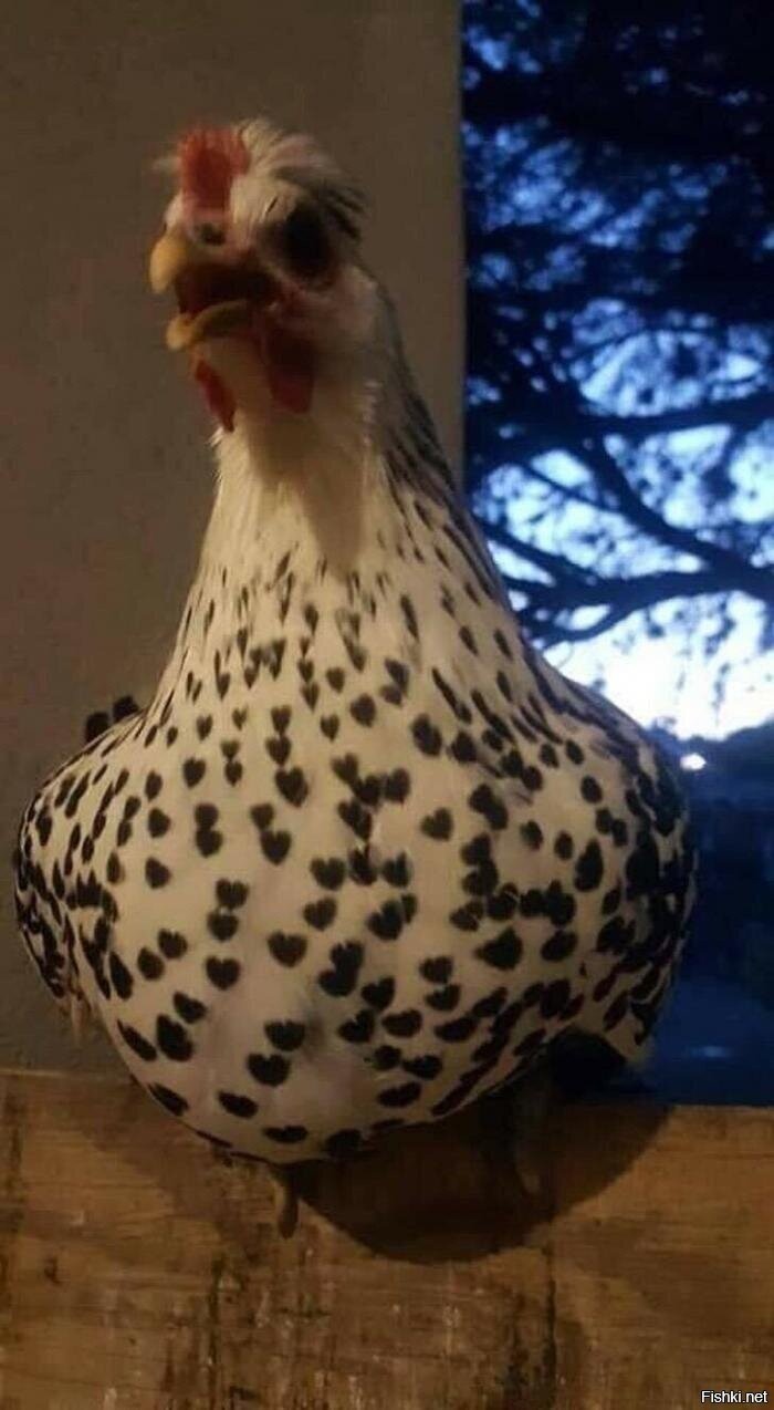 Солянка