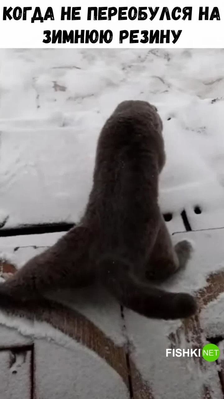  Первая прогулка кота по снегу