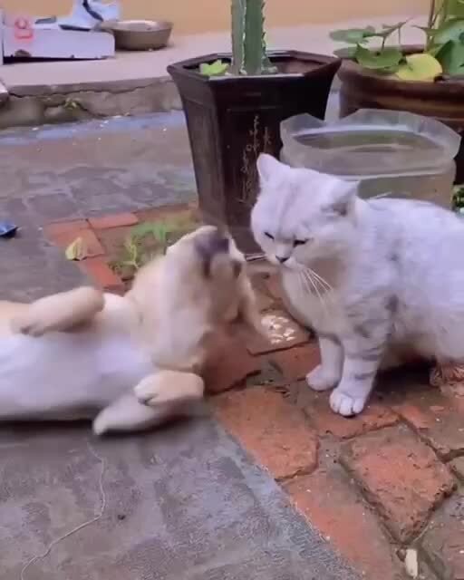 А здесь пёсель доставучий