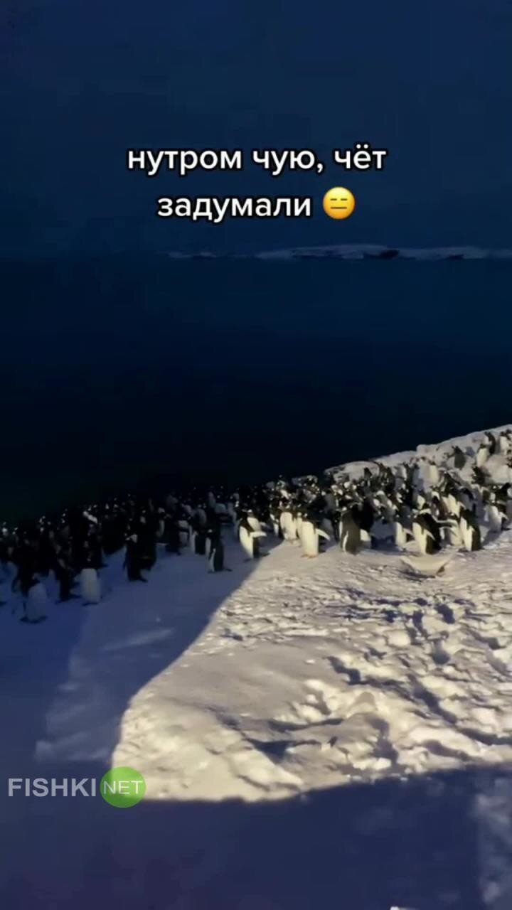 Подозрительное скопление пингвинов