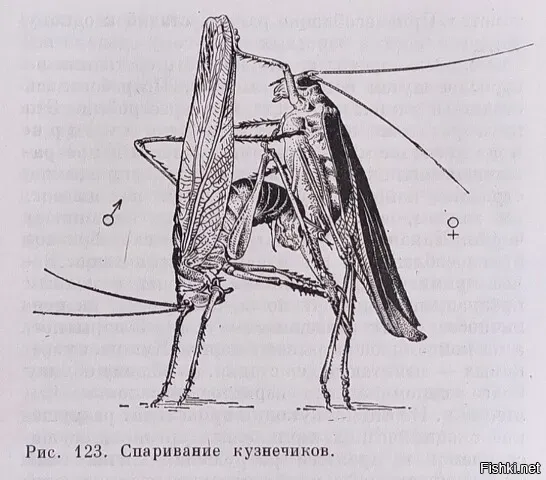 Не знаю, может кому-то будет интересно
