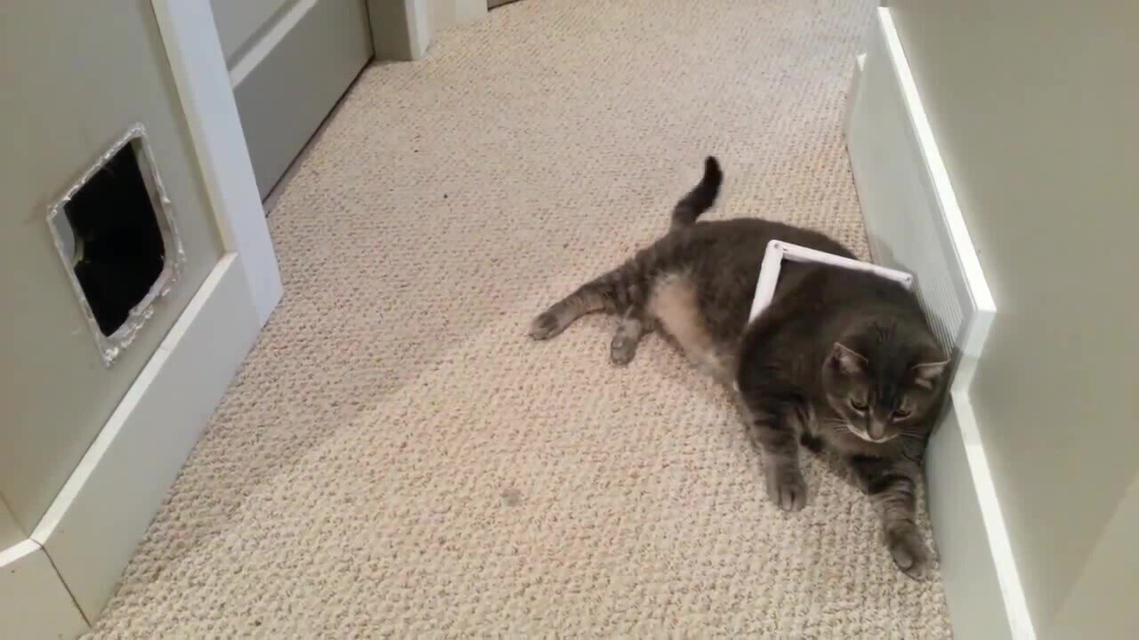 Нуипусть я жирненькая