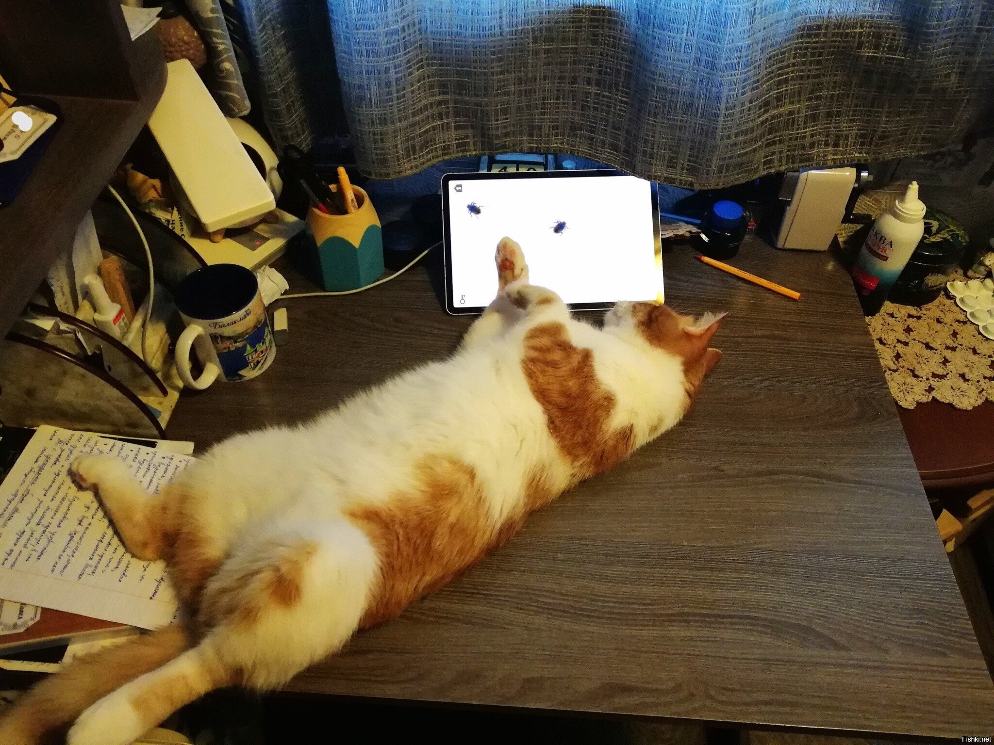 Кошак отжал планшет