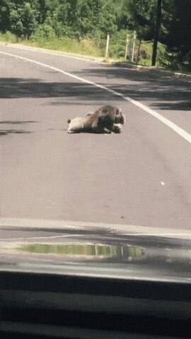 Коалы, милые, флегматичные зверушки