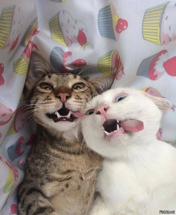 – Кота своего жалко