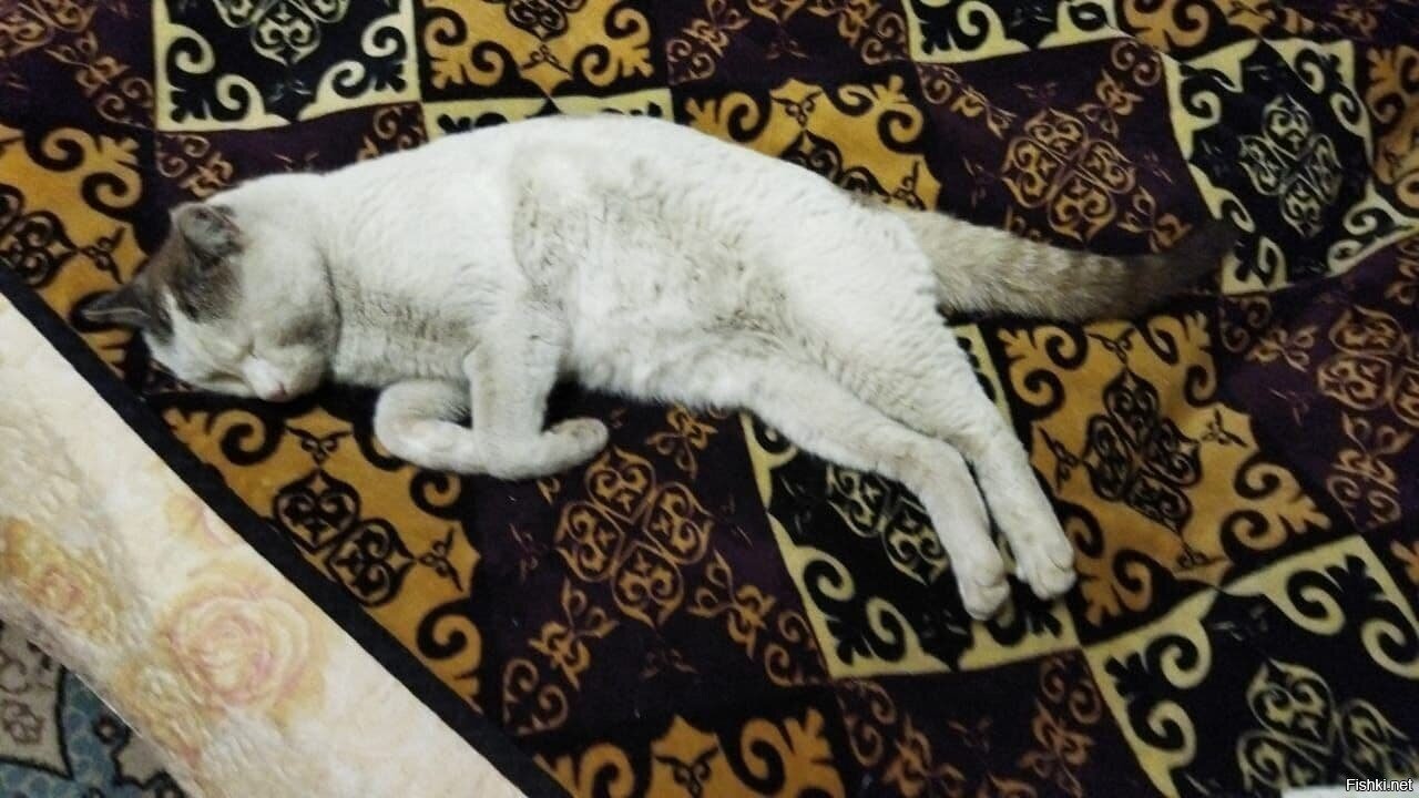 Снежок,он же Сугроб