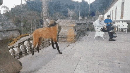 таки красивая зверюга