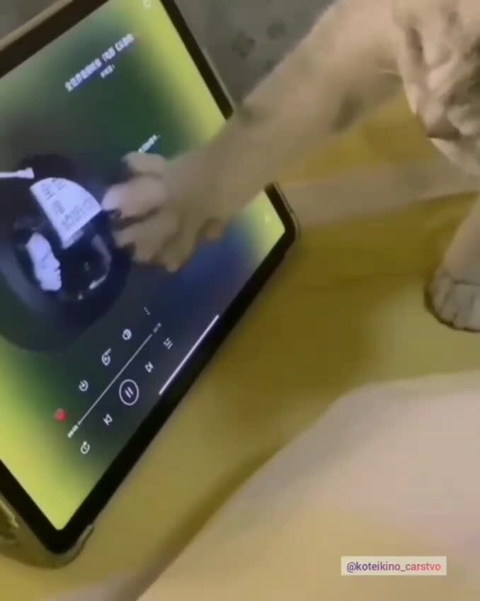 Продвинутый любитель музыки)