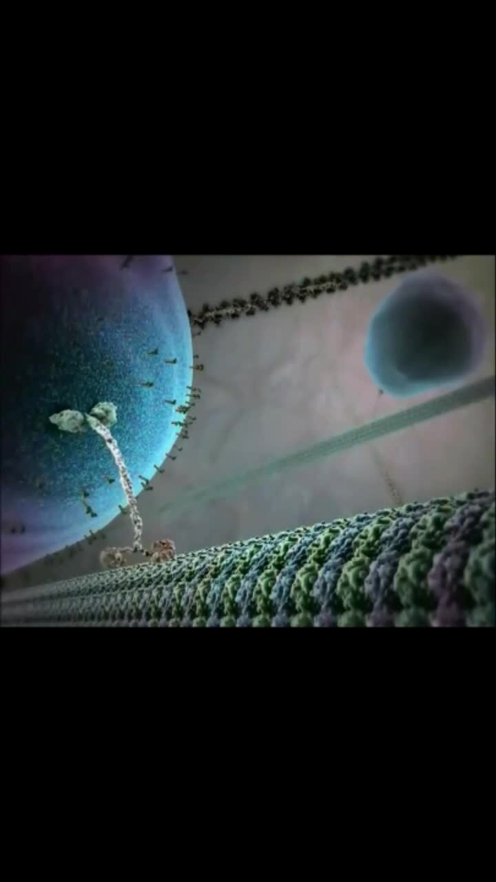 Белок кинезина, идущий по микротрубочкам