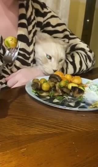 Наглая морда