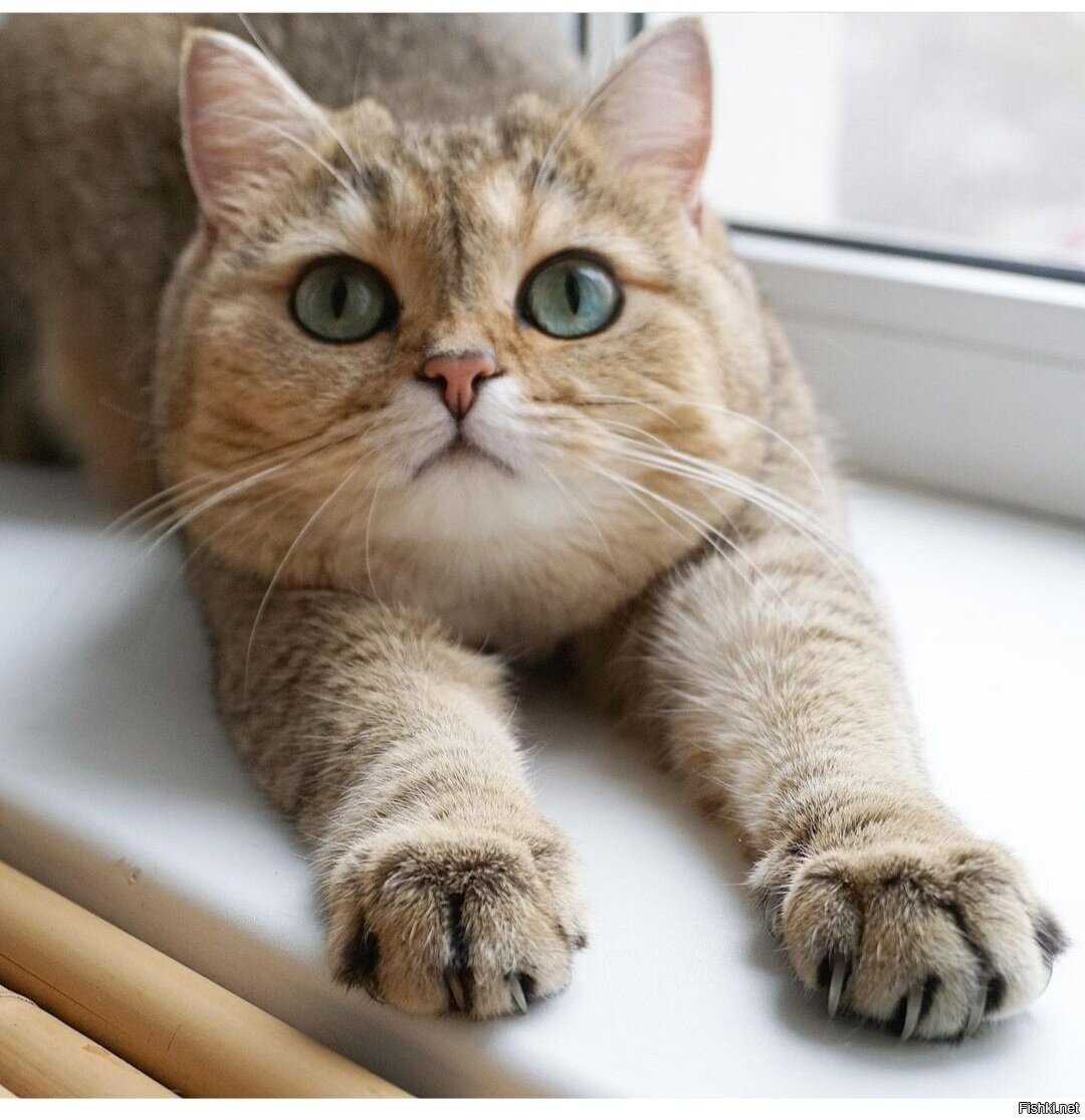 Доброе утро ) Удачной недели 