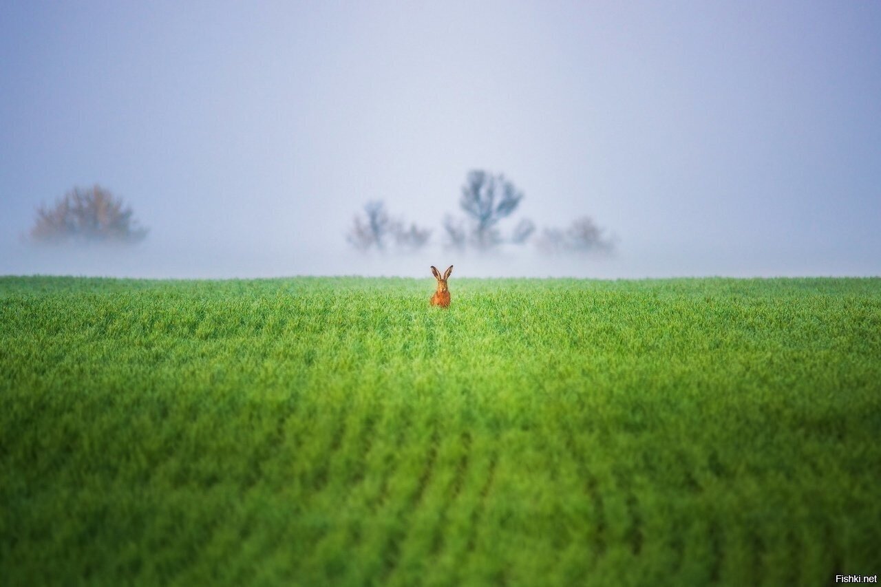 - Ща косить будем