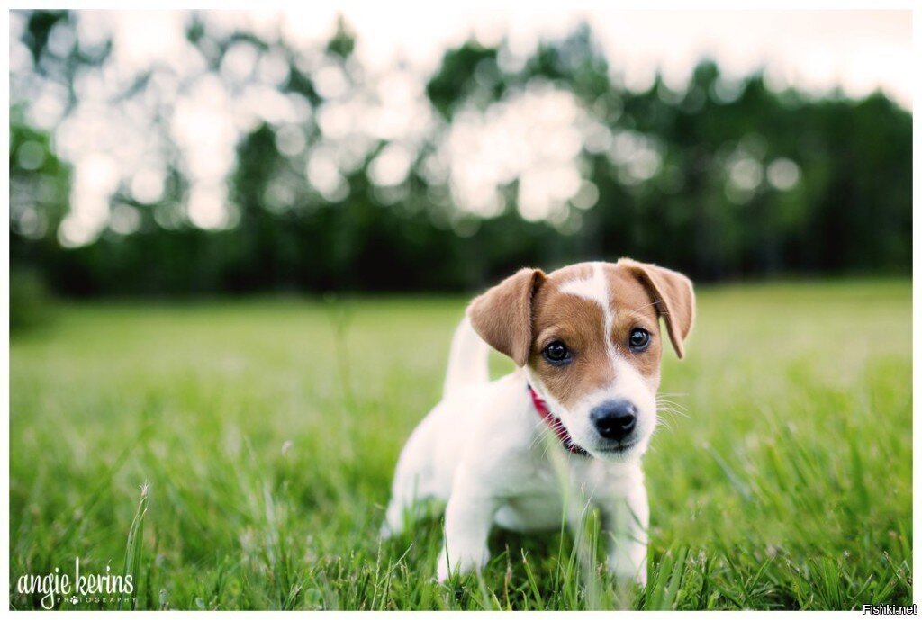 У меня была собака, я ее любил, 