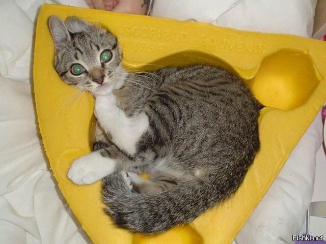 Как голова идеально вошла