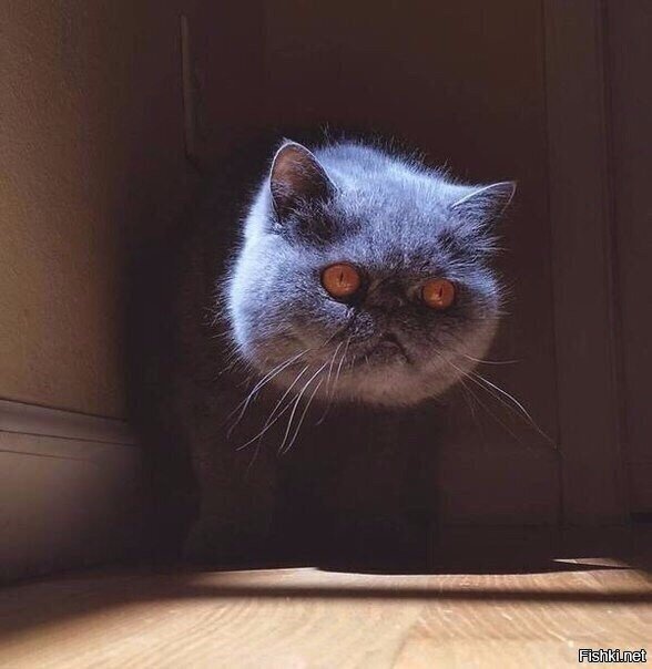 Кот чеширский