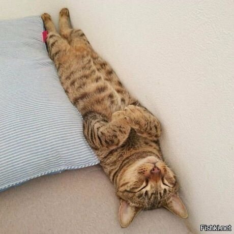 Дзен спящий