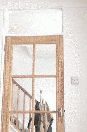 настырный, прыгает и прыгает