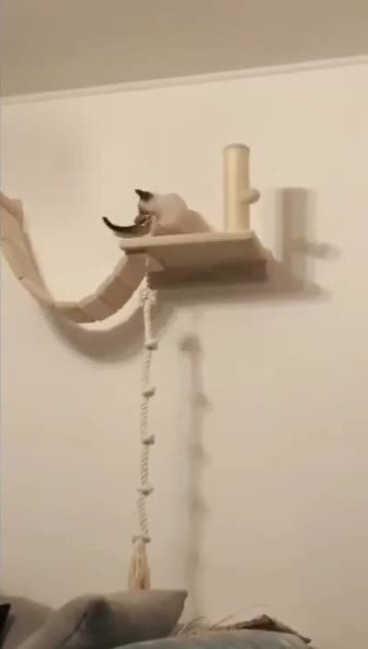 Котикаленд)