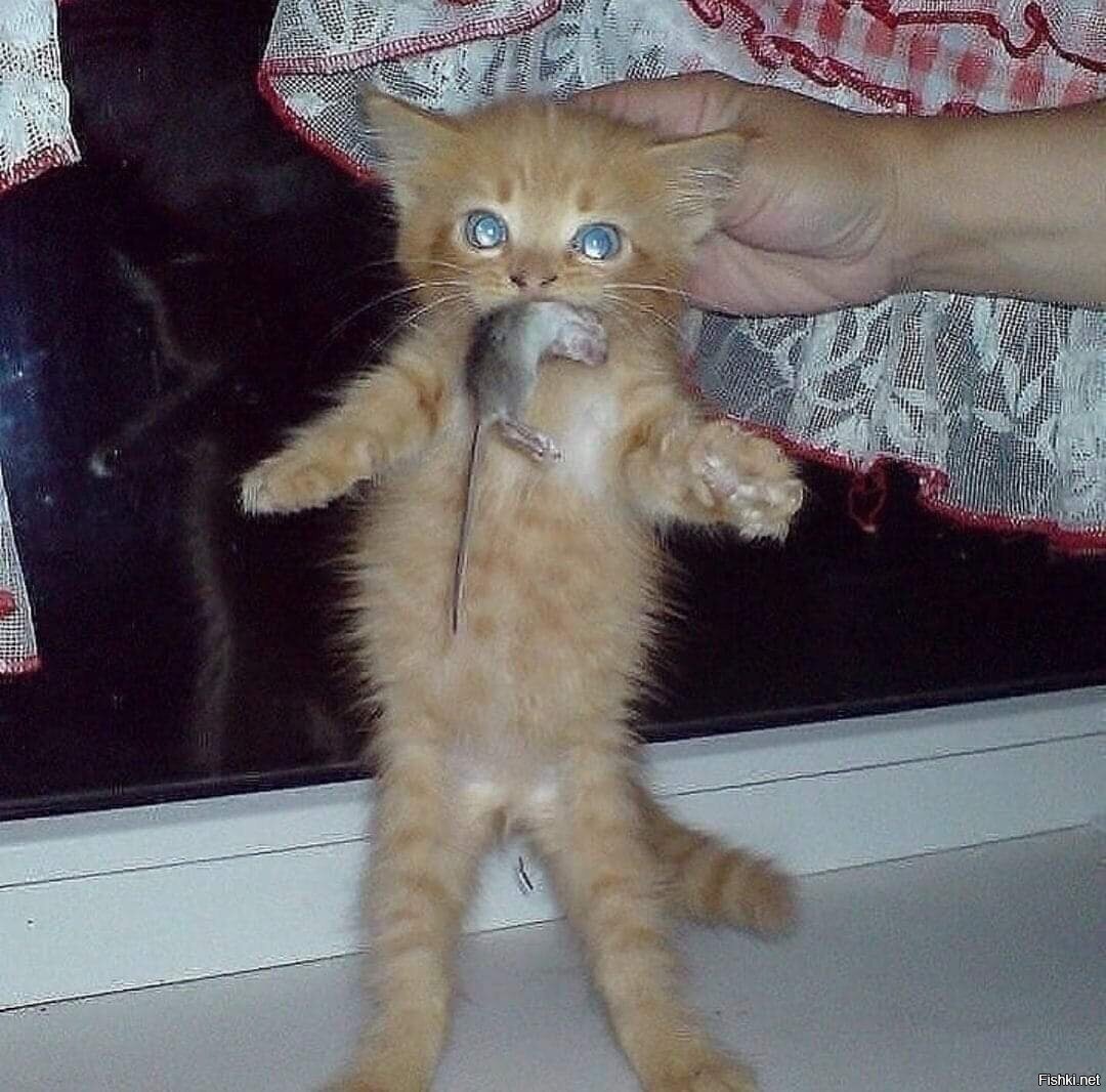 посвящение, Первая охота