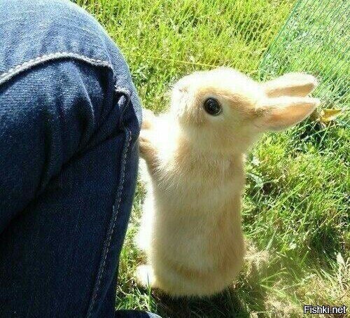 - Дядь, морковку дай