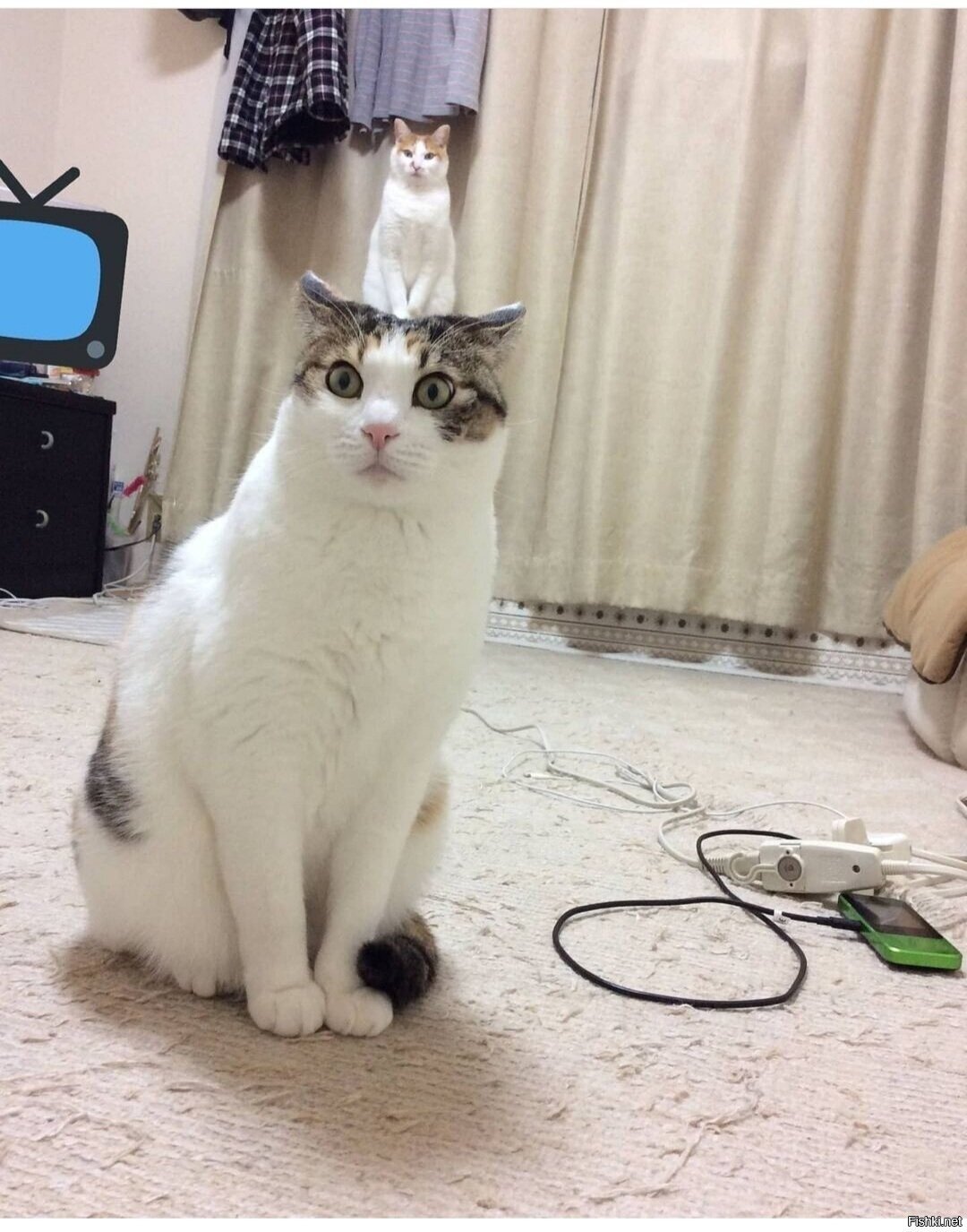 Солянка