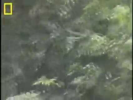 древесные змеи или Chrysopelea способны летать на расстояние до 100 метров