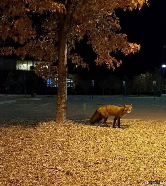 ночь, спать пора