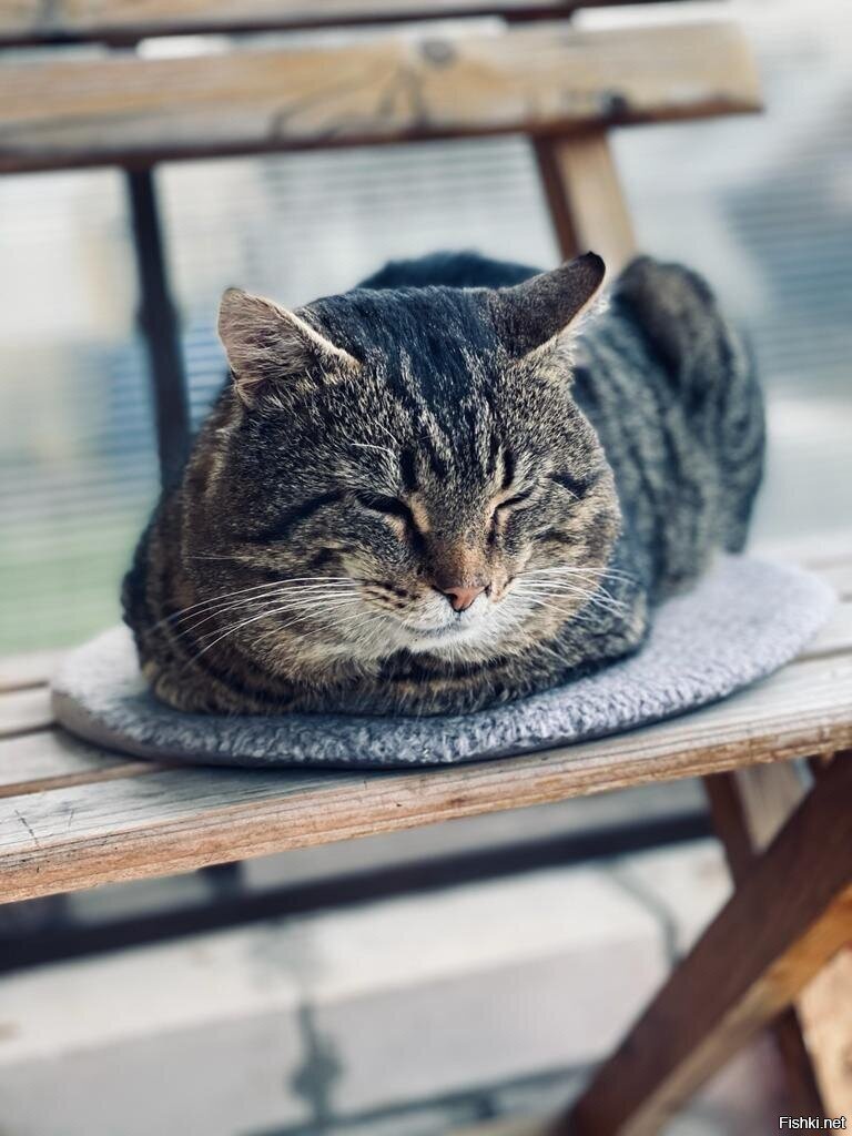 Ангелы проживают