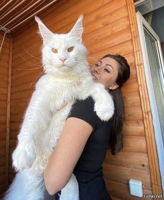 нифига себе котёнок