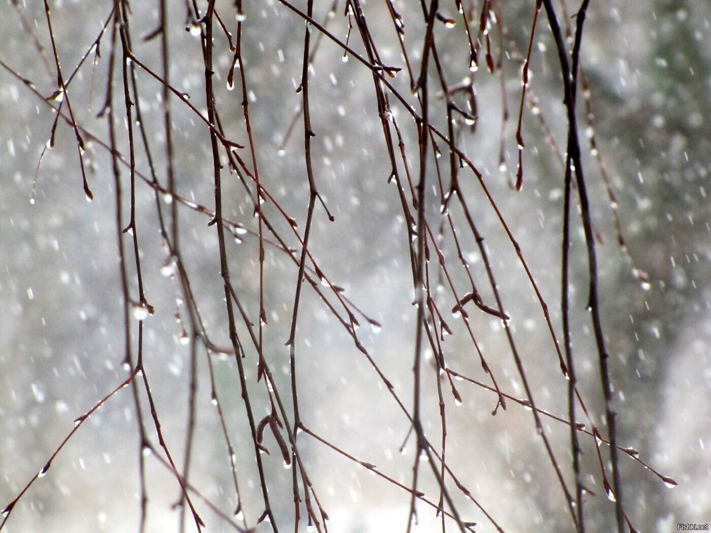 30 ноября,  Григорий Зимоуказатель (Встреча Сивера, Предзимье)