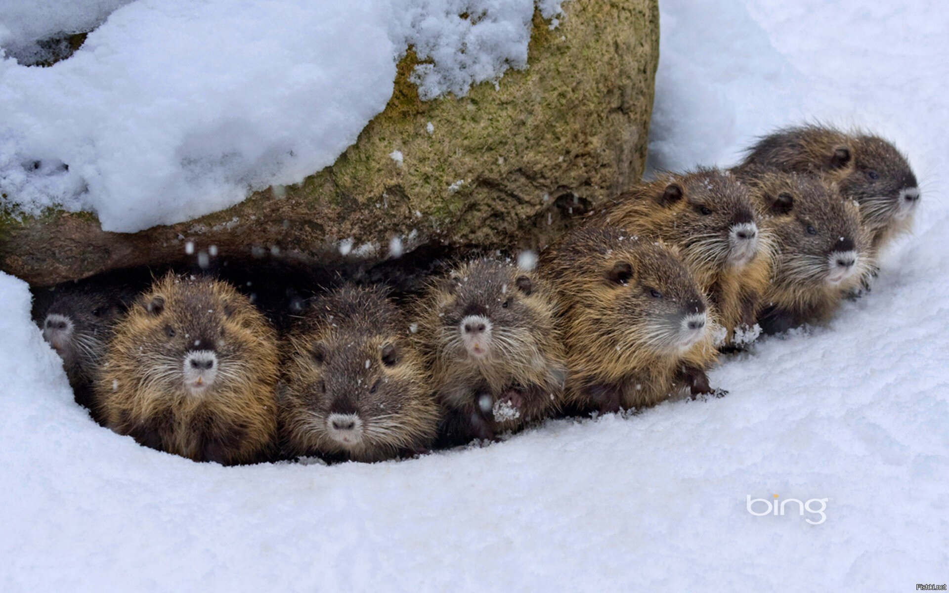Тундровые суслики
