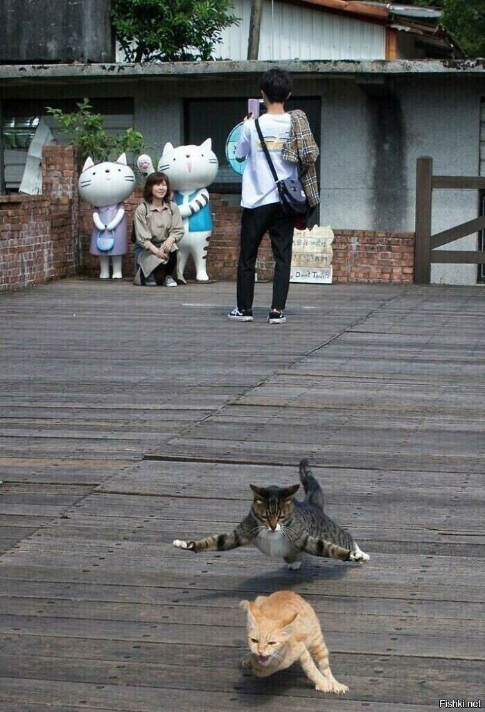 Кошачьи драки