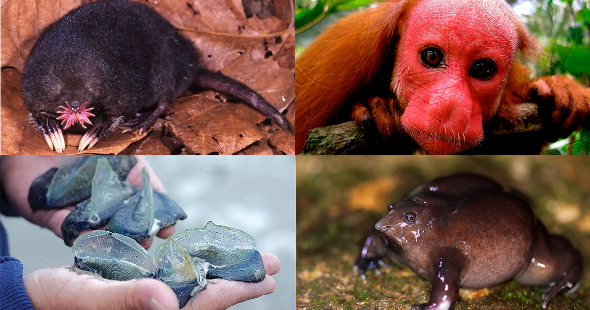 Ошибки эволюции: причудливые животные, о существовании которых вы могли не знать