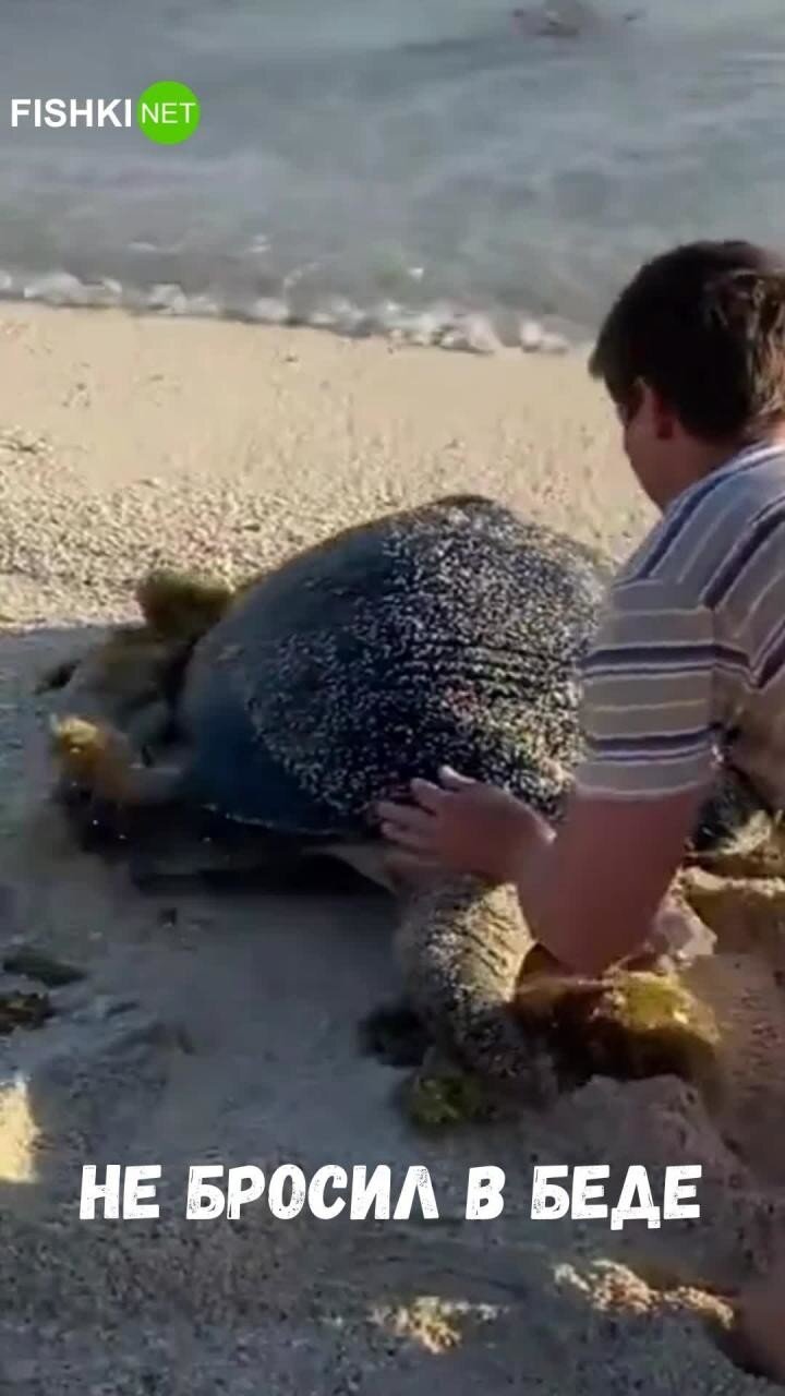 Спасение беззащитной морской черепахи